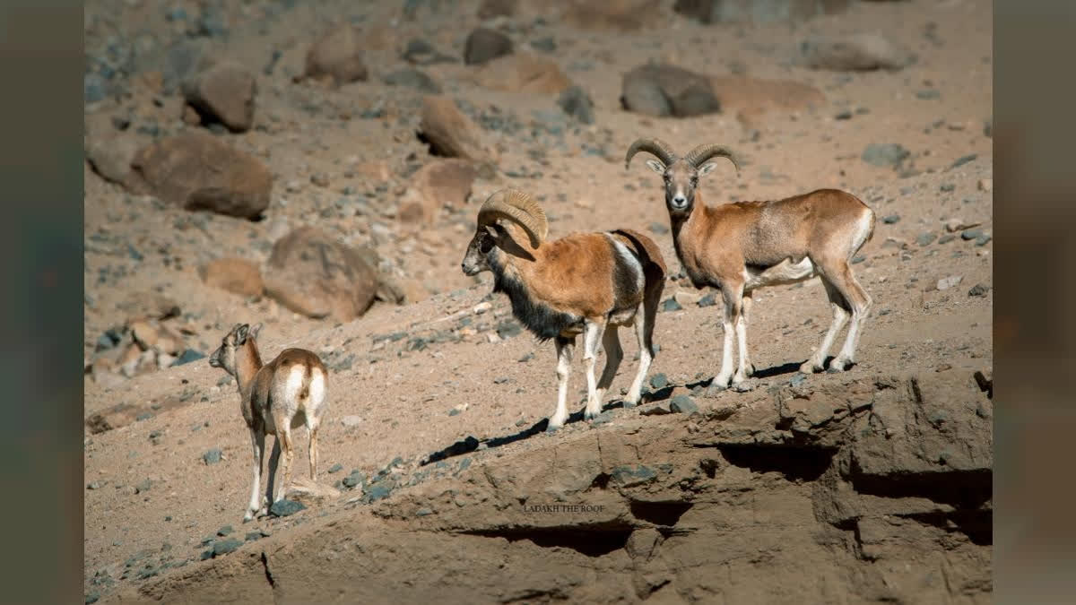 Endemic, Endangered, And Overlooked: The Plight Of The Ladakh Urial