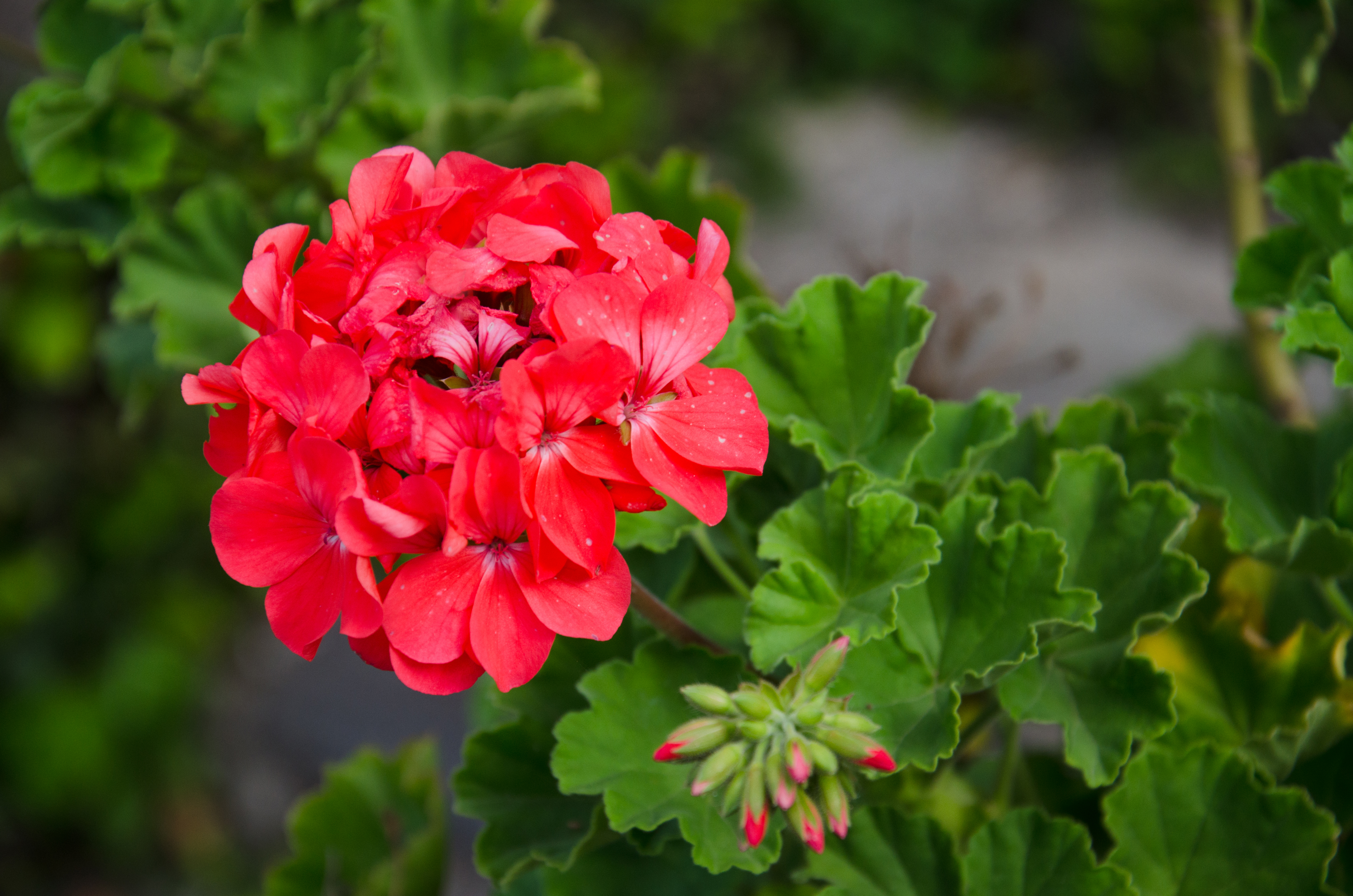 natural way to repel mosquitoes  കൊതുക് ശല്യം നിയന്ത്രിക്കാം  mosquito prevention methods  how to grow Geranium