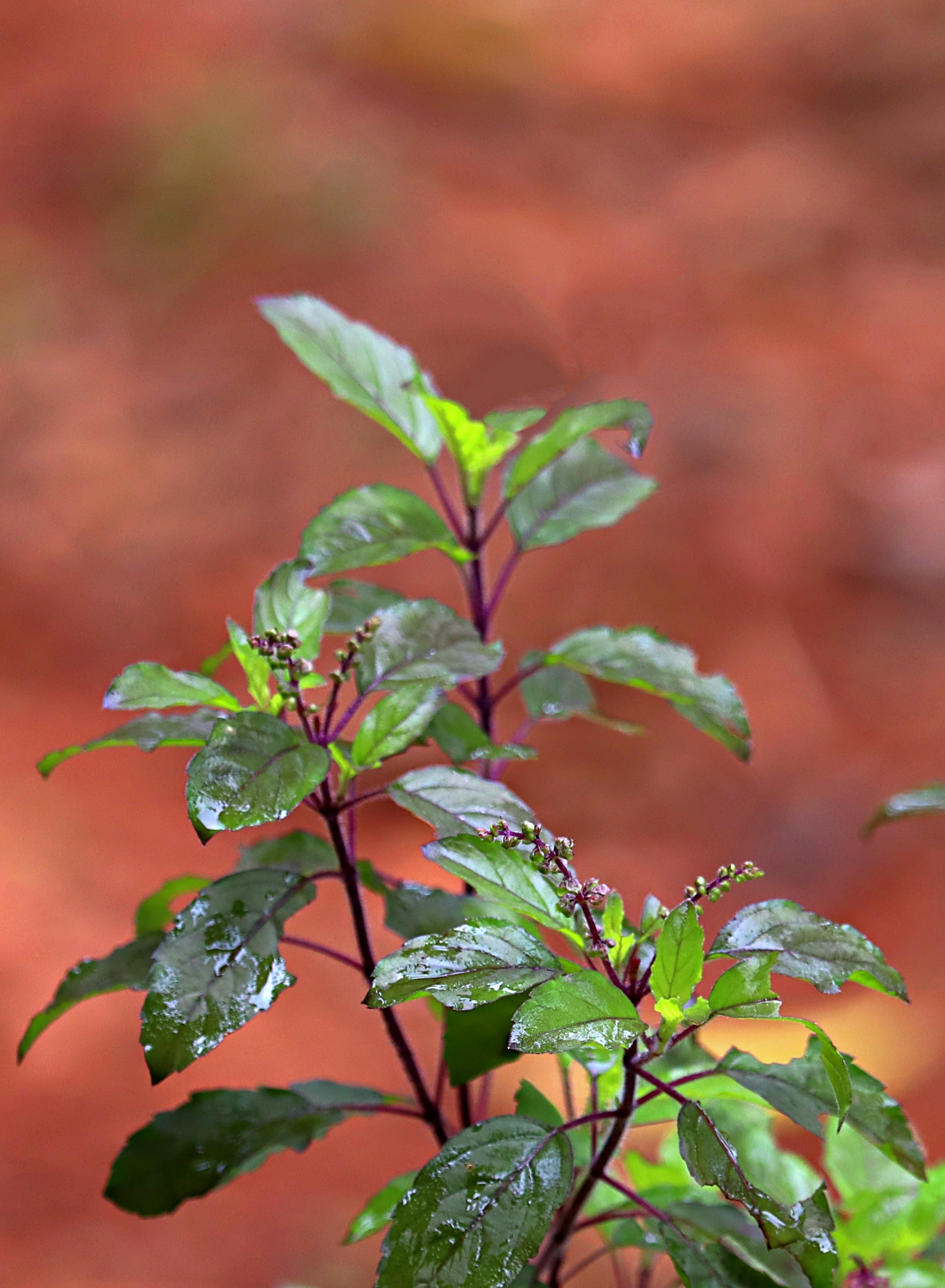 natural way to repel mosquitoes  കൊതുക് ശല്യം നിയന്ത്രിക്കാം  mosquito prevention methods  how to grow Geranium