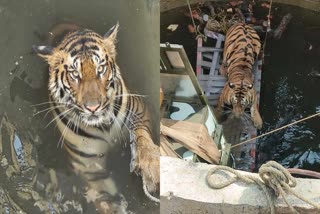 CHHINDWARA TIGERSS FALL WELL RESCUE