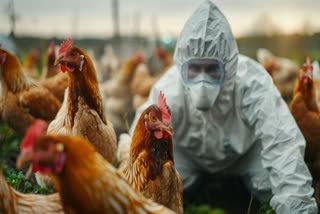 NEW BIRD FLU STRAIN H5N9 News