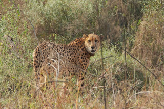 MP: Five More Cheetahs Released From Enclosure, Now Seven Roam In Wild At KNP