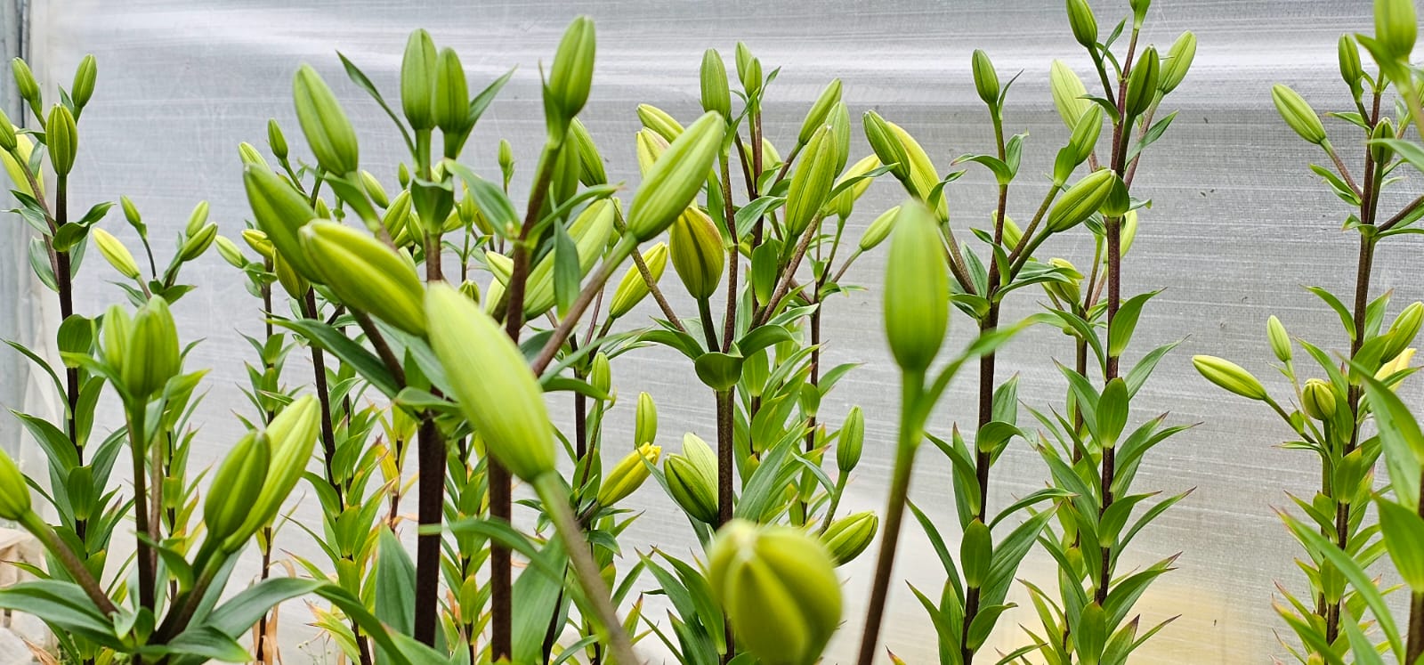 Chamoli lilium Cultivation