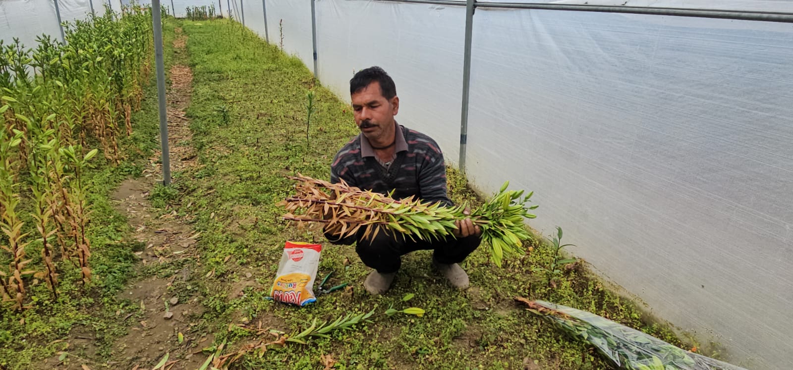 Chamoli lilium Cultivation