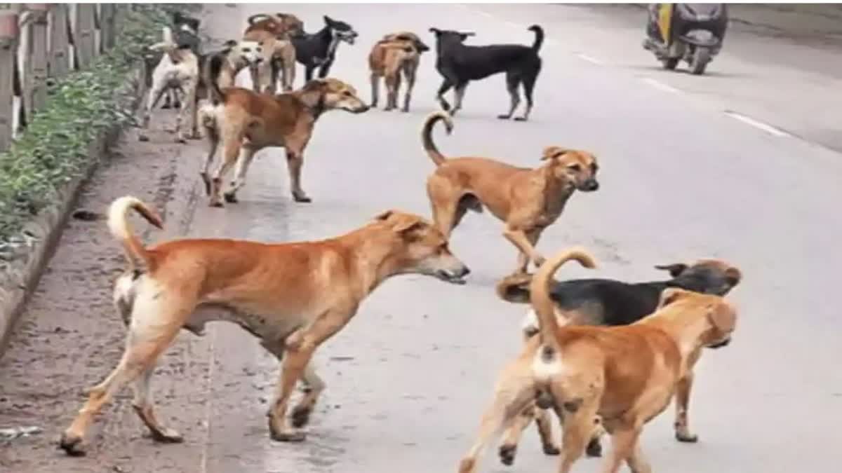 पीतमपुरा में मॉर्किंग वॉक पर गई महिला को कुत्तों ने नोचा