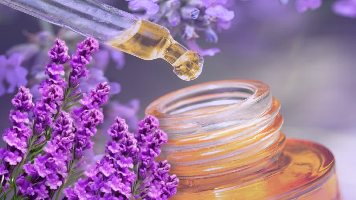 Lavender Oil News