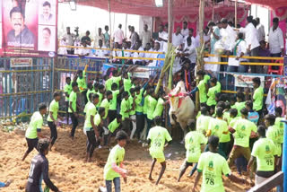 dharmapuri jallikattu