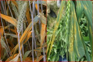 Yellow Rust Disease In Wheat Crop