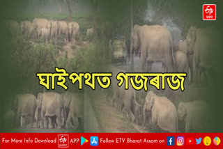 Man elephant conflict in Assam