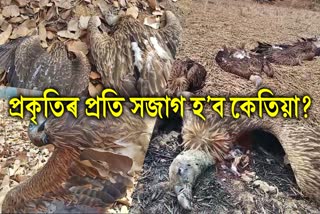 extinct vulture tragic death in guwahati