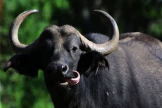 wild buffalo attack  Farmer seriously injured  KOZHIKODE KAKKAYAM  കക്കയത്ത് കാട്ടുപോത്തിന്‍റെ ആക്രമണം  കർഷകന് ഗുരുതര പരിക്ക്