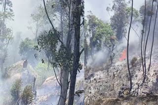 കാട്ടുതീ  forest fire in idukki  cardamom farm  ഇടുക്കി ആനയിറങ്കൽ