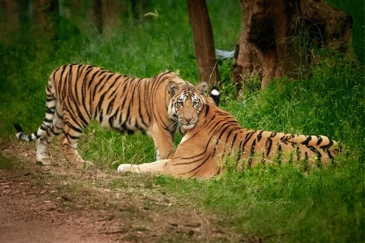 Sagar Tigers Diet Problem