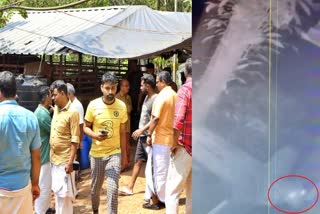 മലപ്പുറത്ത് പുലി ആക്രമണം  LEOPARD KILLED 7 GOATS MALAPPURAM  WILD ANIMAL ATTACK IN MALAPPURAM  LATEST NEWS IN MALAYALAM