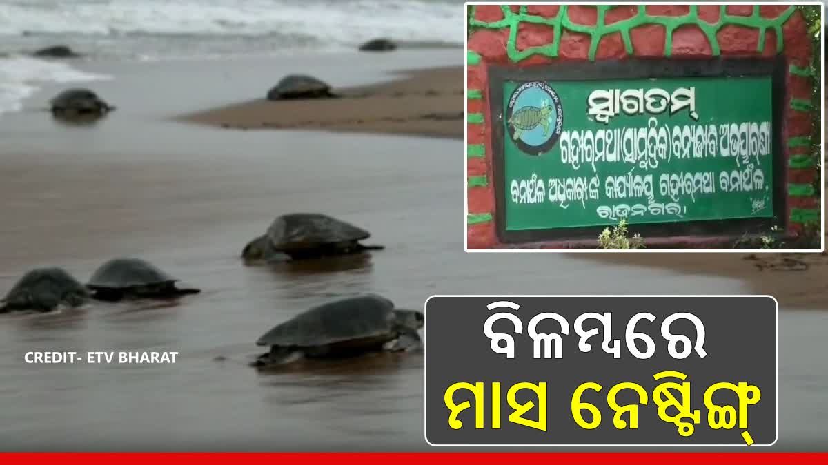 Olive Ridley mass nesting