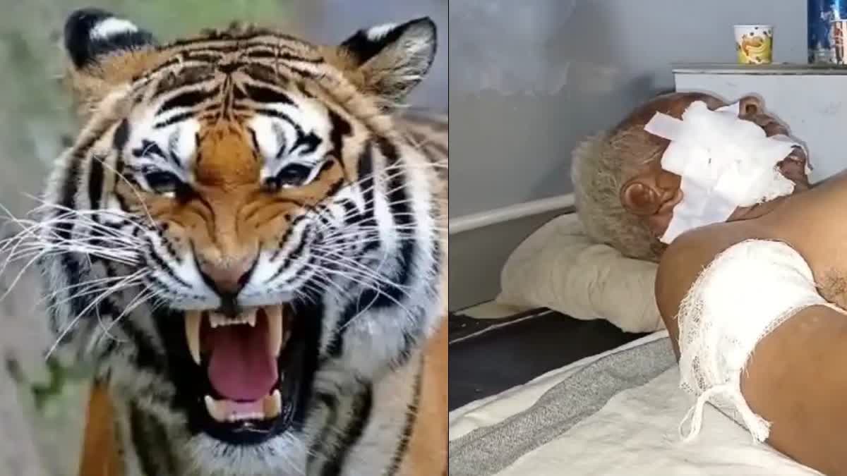 Tiger Attacks Old Man in Balaghat