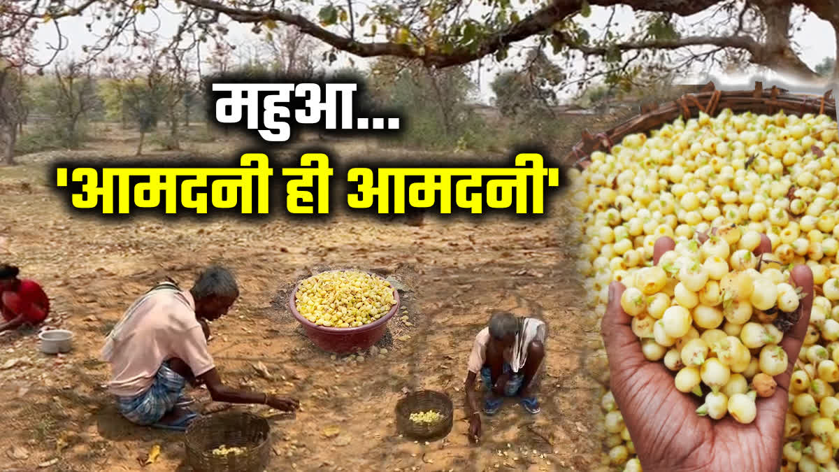 MAHUA CULTIVATION IN LATEHAR