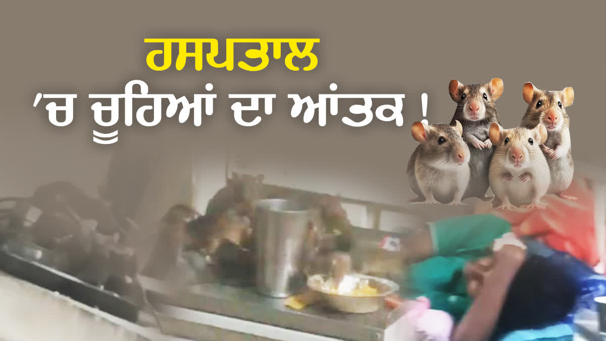 Rats In Ludhiana Civil Hospital