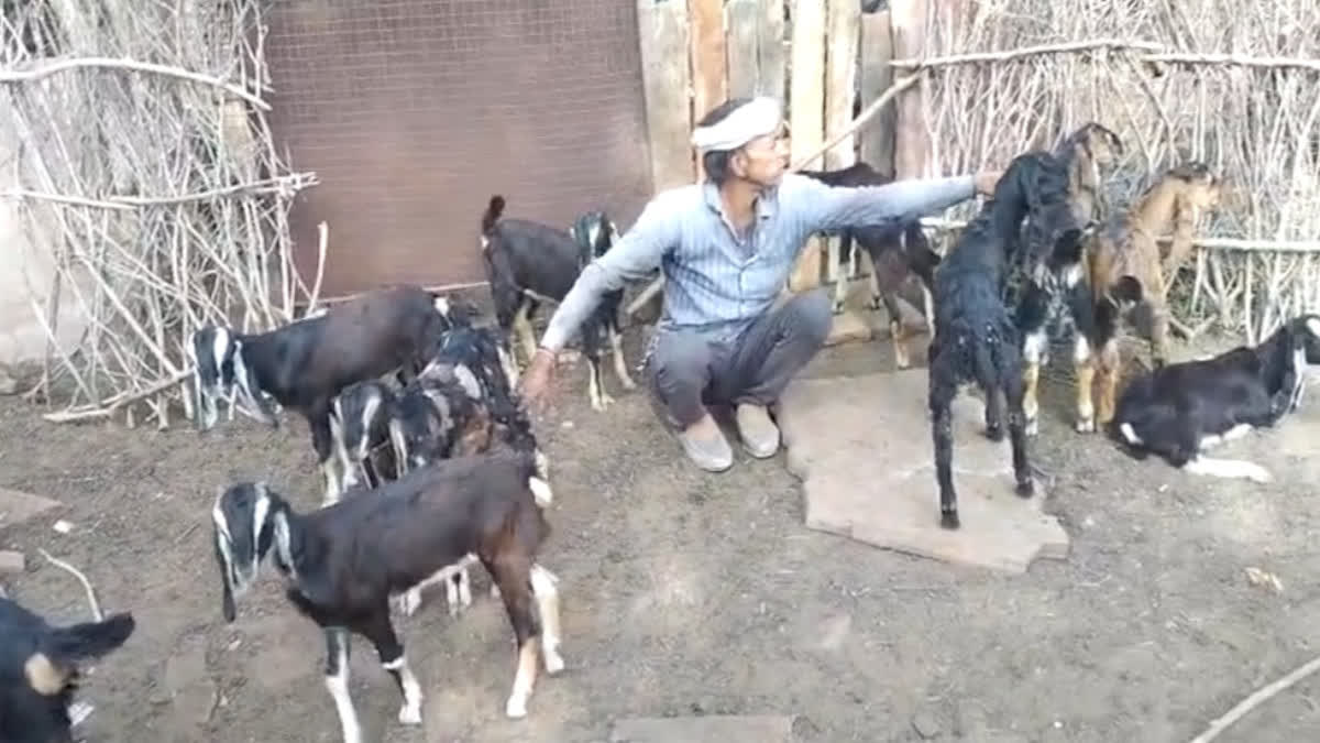 panther attacked goats