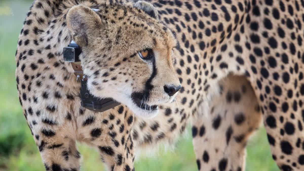 FEMALE CHEETAH VEERA HUNTED GOAT