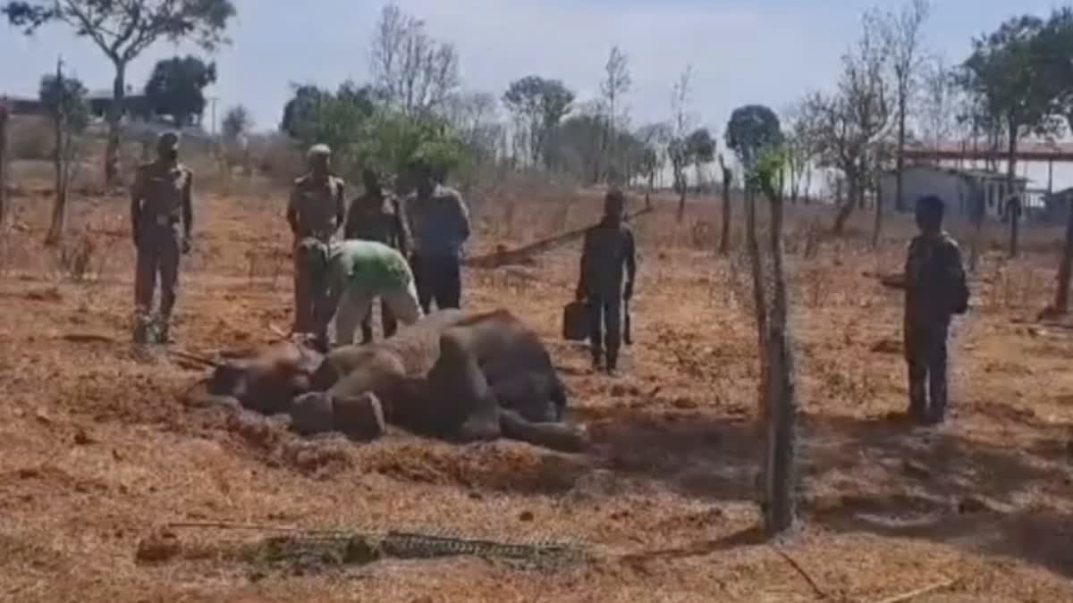 Treatment On Wild Elephant In Mudumalai