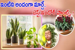 Best Indoor Plants For Home