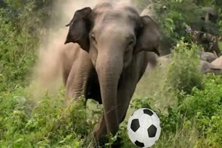 ELEPHANT PLAYING FOOTBALL