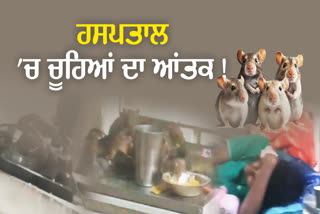 Rats In Ludhiana Civil Hospital