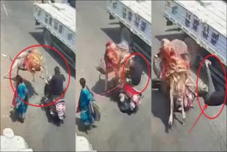 Bull Attack On Man In Karnataka Bengaluru