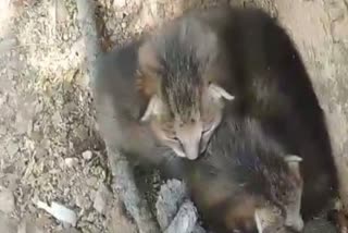 BURHANPUR WILD KITTENS FOUND