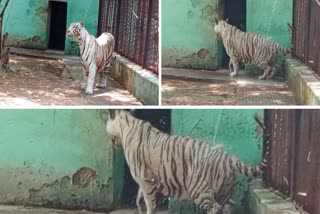 Bhilai Maitri Bagh tiger in summer season