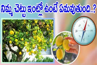Vastu Tips For Lemon Plant At Home