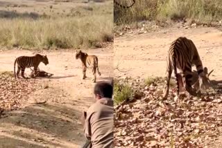 TIGRESS NEELAM HUNTED CHITAL