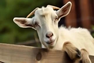 UNKNOWN CREATURE ATTACK  goat FOUND DEAD  അഞ്ജാത ജീവിയുടെ ആക്രമണം  WILD ANIMAL ATTACK