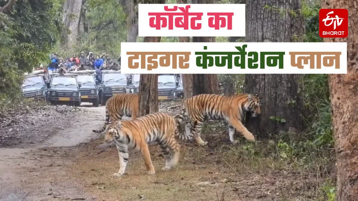 TIGER CONSERVATION PLAN