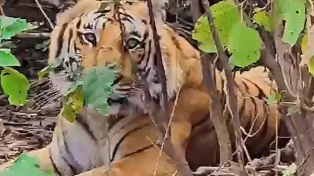 Injured tiger in Corbett
