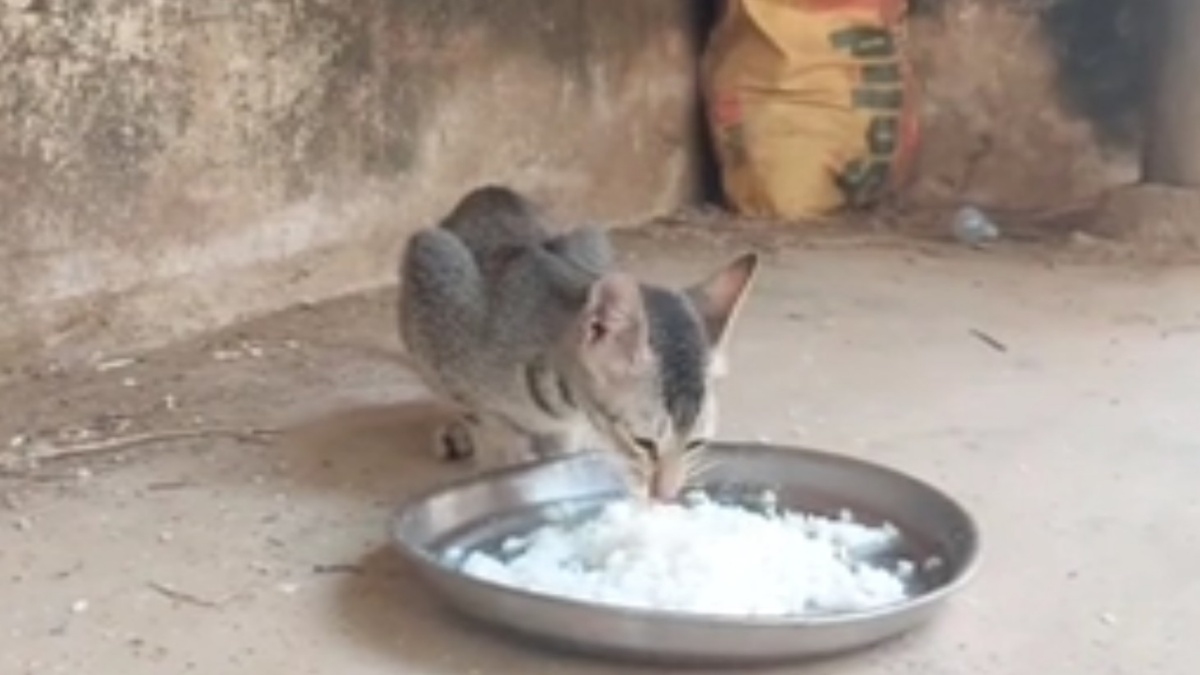 Bileikhia Monastery cat rituals