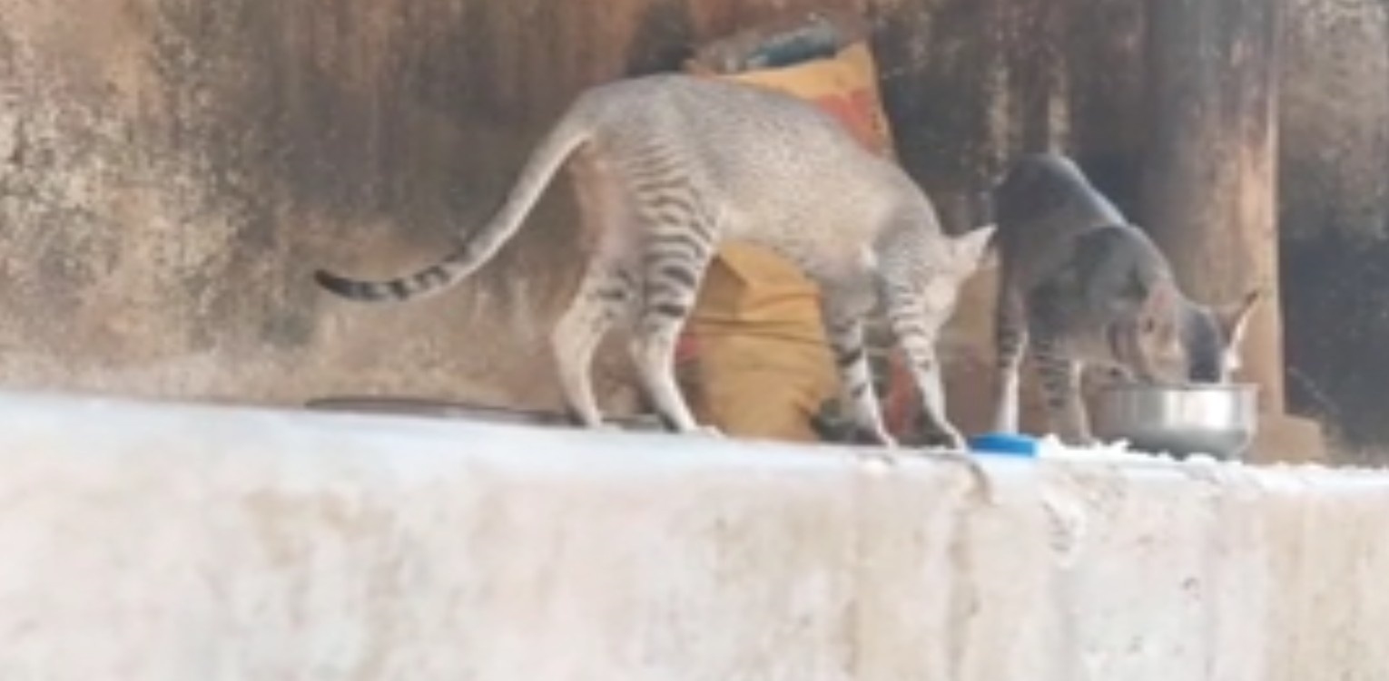 Bileikhia Monastery cat rituals
