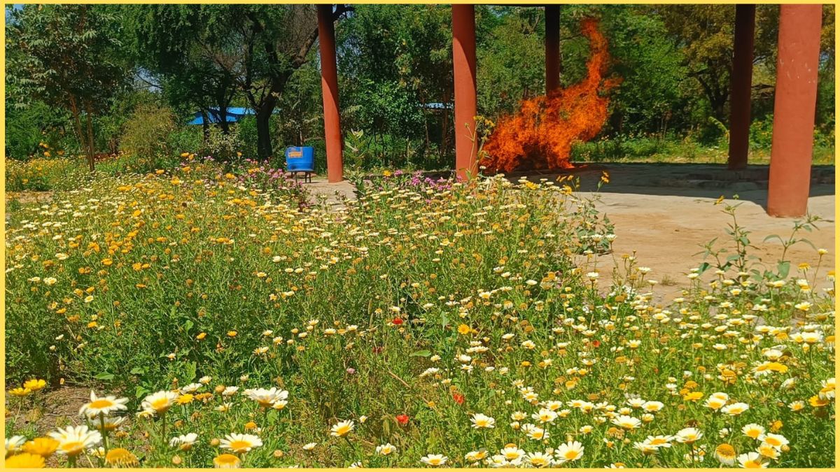 HISAR CREMATION GROUND BECOME PARK