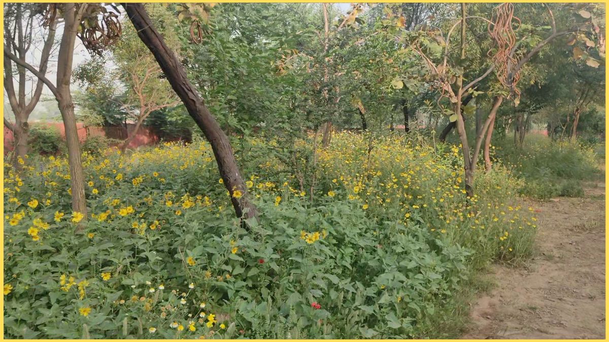 HISAR CREMATION GROUND BECOME PARK