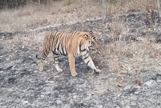 PUJARI TERRITORY OCCUPY OTHER TIGER