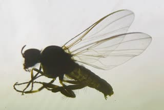 RIVER BLINDNESS