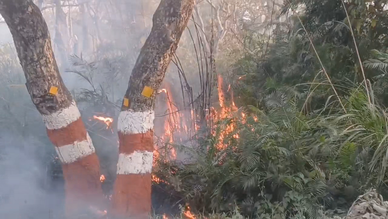 FIRE IN VALMIKI TIGER RESERVE