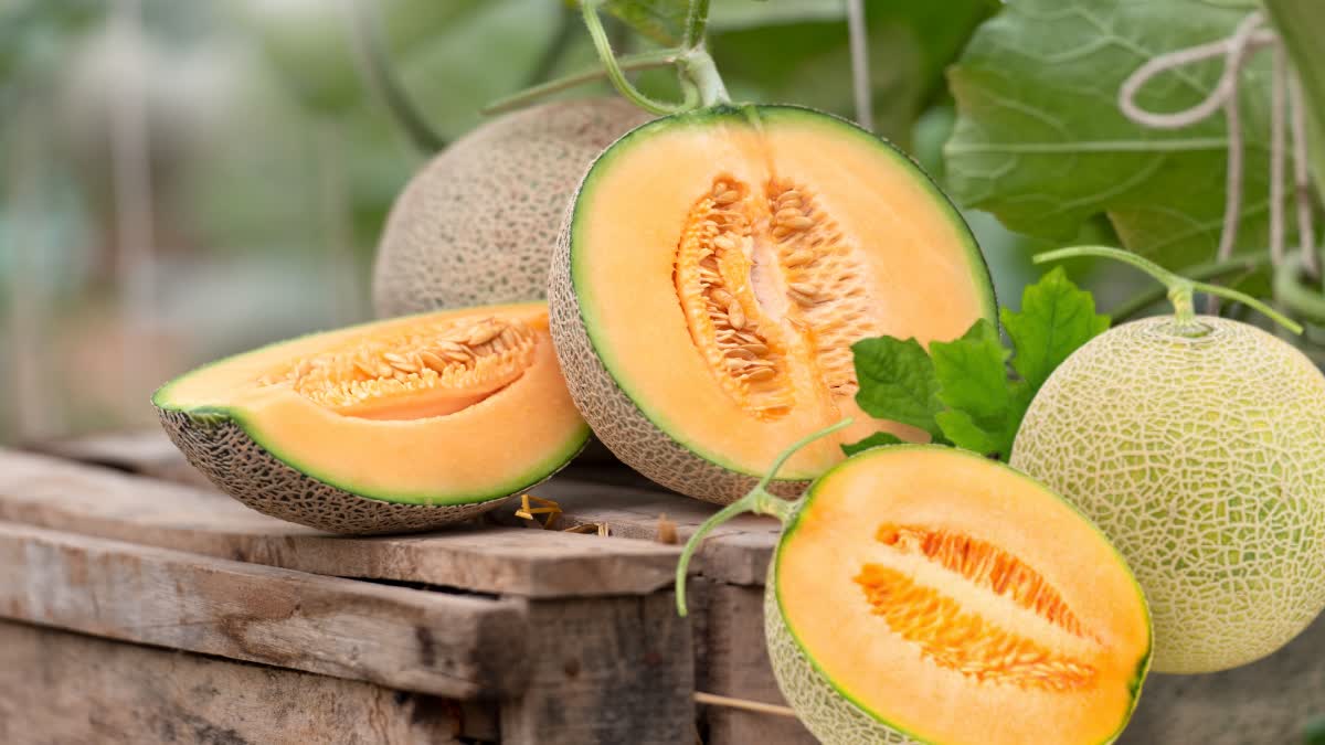 Muskmelon Seed For Health News