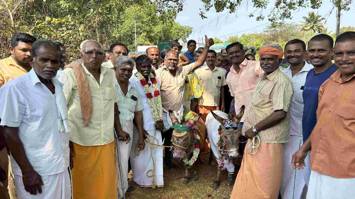 கழுதைகளுக்கு திருமணம் செய்யும் புகைப்படம்