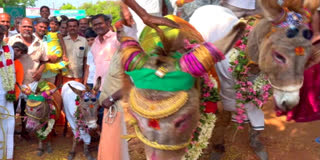 Donkeys Marriage for Rains