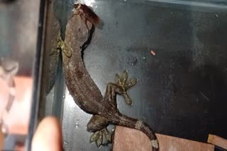 Tokay Gecko Found in Asansol