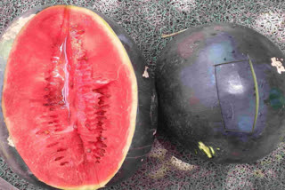 In a shocking news, citizens are being warned from buying watermelon, the most consumed fruit during the summers, as the red plump colour that allures the public towards the vine-like plant could be the result of artificial sweeteners, an Indore-based nutritionist claimed.