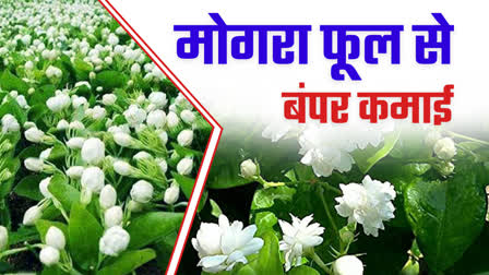 MOGRA FLOWER CULTIVATION