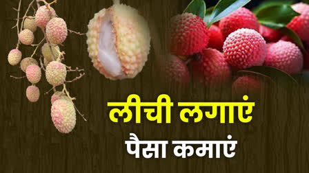 LITCHI CULTIVATION IN JABALPUR